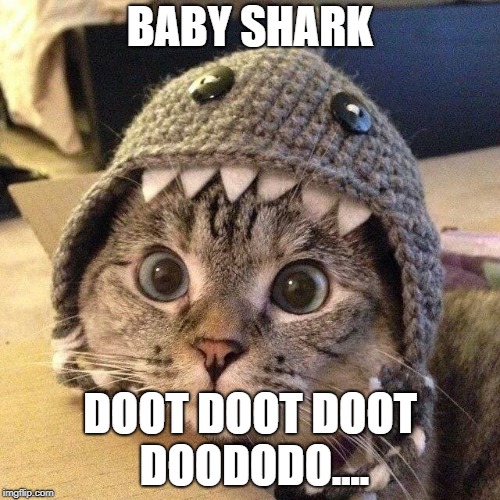 Cats gone crazy | BABY SHARK; DOOT DOOT DOOT DOODODO.... | image tagged in help me kitten | made w/ Imgflip meme maker
