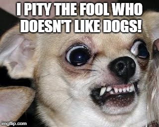 angry dog | I PITY THE FOOL WHO DOESN'T LIKE DOGS! | image tagged in angry dog | made w/ Imgflip meme maker