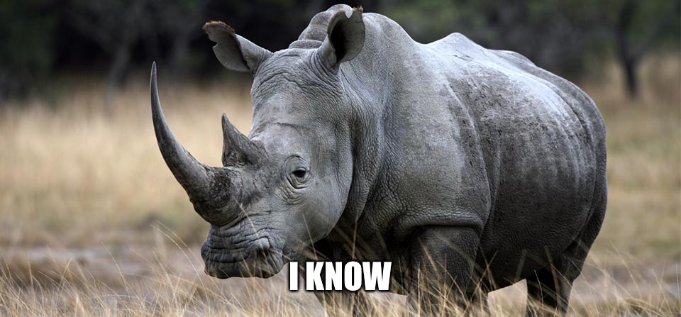 rhino | I KNOW | image tagged in rhino | made w/ Imgflip meme maker
