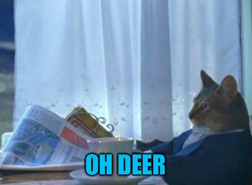 I Should Buy a Boat Cat | OH DEER | image tagged in i should buy a boat cat | made w/ Imgflip meme maker