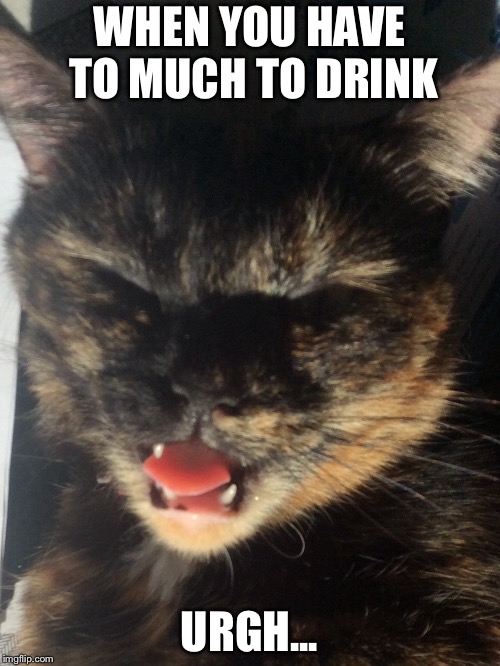 Drunk Cat | WHEN YOU HAVE TO MUCH TO DRINK; URGH... | image tagged in cat,cats,funny cats,cute,sleeping,drunk | made w/ Imgflip meme maker