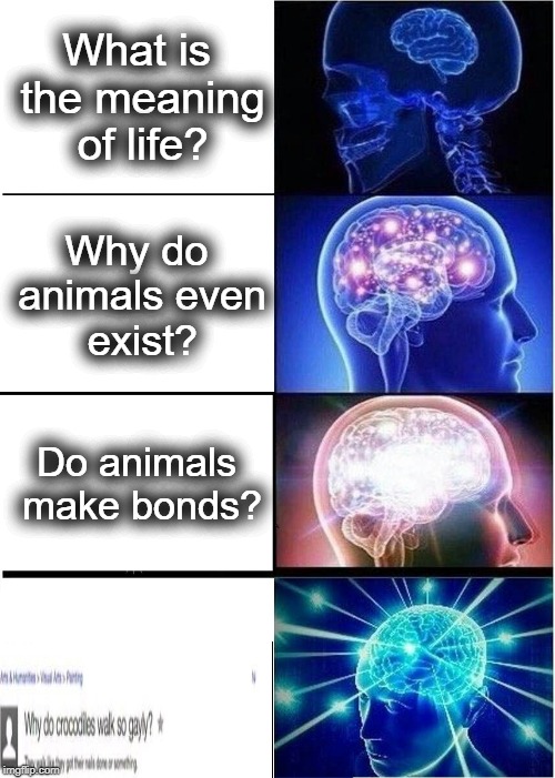 Questions for the universe.... | What is the meaning of life? Why do animals even exist? Do animals make bonds? | image tagged in memes,expanding brain,funny,stupid people,the meaning of life,animals | made w/ Imgflip meme maker