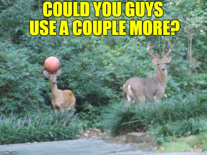 Just a Coupla Deers Looking for a Game | COULD YOU GUYS USE A COUPLE MORE? | image tagged in basketball,vince vance,deer,deer with ball in his antlers,funny animal meme,stag doe | made w/ Imgflip meme maker