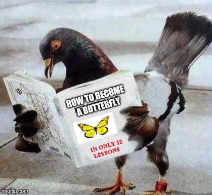 Pigeon reading book | HOW TO BECOME A BUTTERFLY | image tagged in pigeon reading book | made w/ Imgflip meme maker