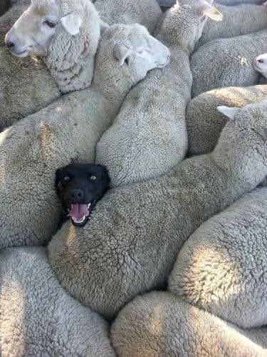 Sheep Dog Blank Meme Template