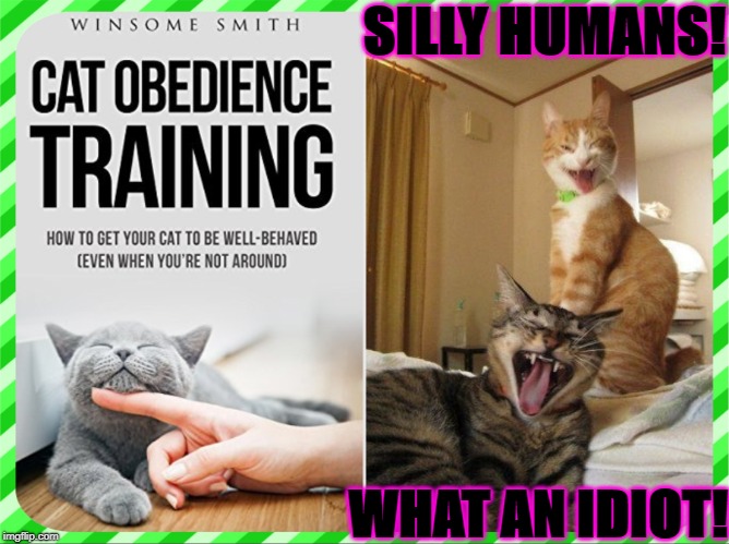 SILLY HUMANS! WHAT AN IDIOT! | image tagged in silly humans | made w/ Imgflip meme maker