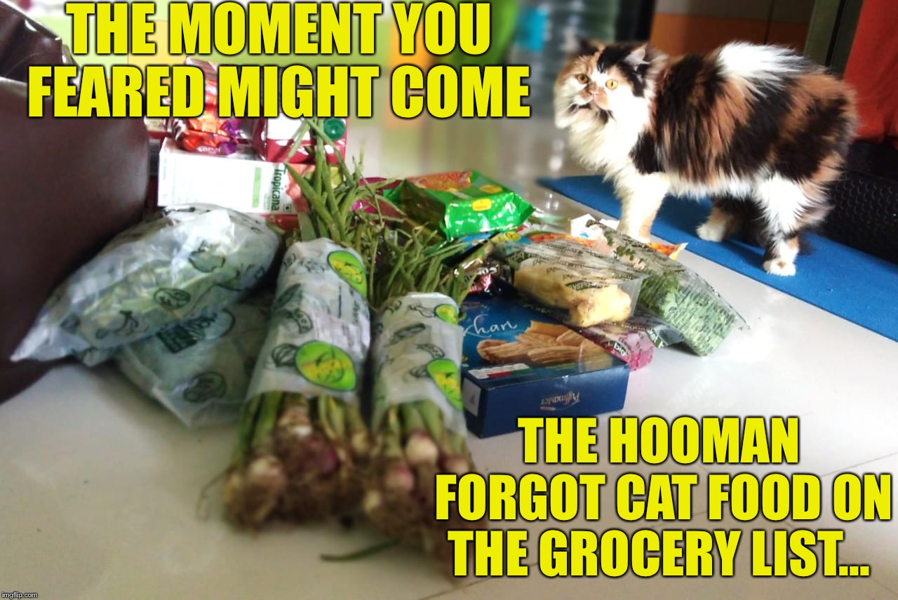 Coco the cat | THE MOMENT YOU FEARED MIGHT COME; THE HOOMAN FORGOT CAT FOOD ON THE GROCERY LIST... | image tagged in coco the cat | made w/ Imgflip meme maker