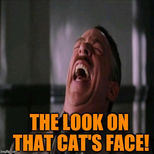 THE LOOK ON THAT CAT'S FACE! | made w/ Imgflip meme maker