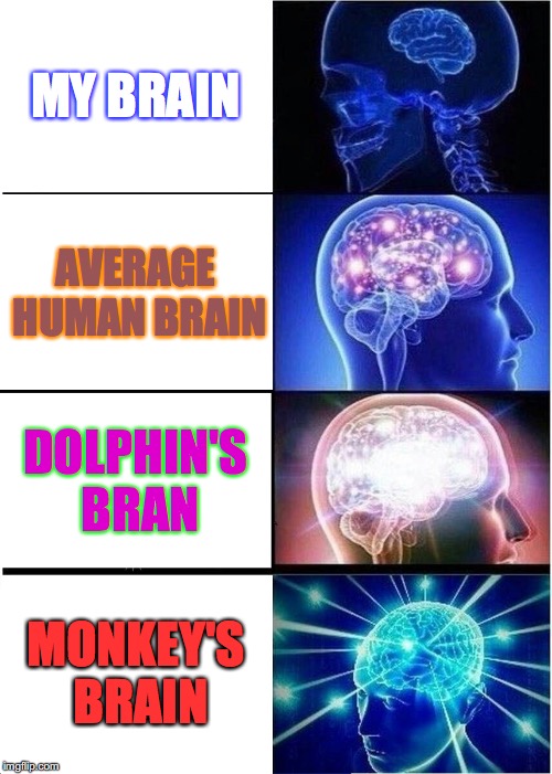 Expanding Brain | MY BRAIN; AVERAGE HUMAN BRAIN; DOLPHIN'S BRAN; MONKEY'S BRAIN | image tagged in memes,expanding brain | made w/ Imgflip meme maker