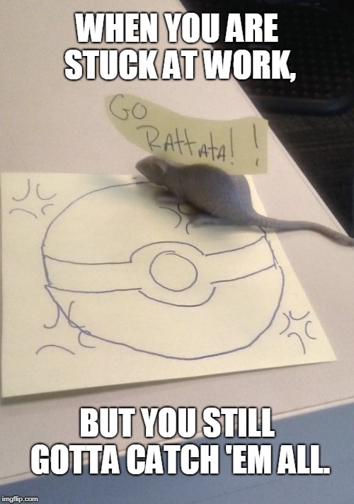 WHEN YOU ARE STUCK AT WORK, BUT YOU STILL GOTTA CATCH 'EM ALL. | image tagged in rattata | made w/ Imgflip meme maker