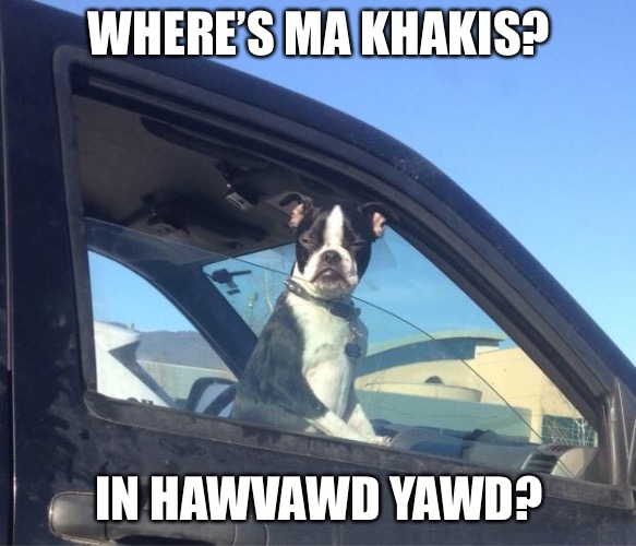 Boston Terrier | WHERE’S MA KHAKIS? IN HAWVAWD YAWD? | image tagged in boston terrier | made w/ Imgflip meme maker