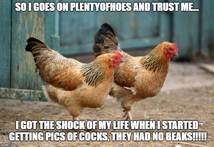 Chickens | SO I GOES ON PLENTYOFHOES AND TRUST ME... I GOT THE SHOCK OF MY LIFE WHEN I STARTED GETTING PICS OF COCKS, THEY HAD NO BEAKS!!!!! | image tagged in chickens | made w/ Imgflip meme maker