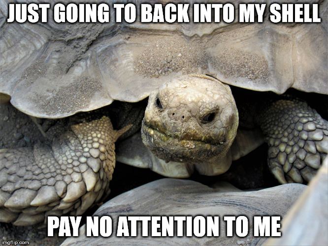 grumpy tortoise | JUST GOING TO BACK INTO MY SHELL PAY NO ATTENTION TO ME | image tagged in grumpy tortoise | made w/ Imgflip meme maker