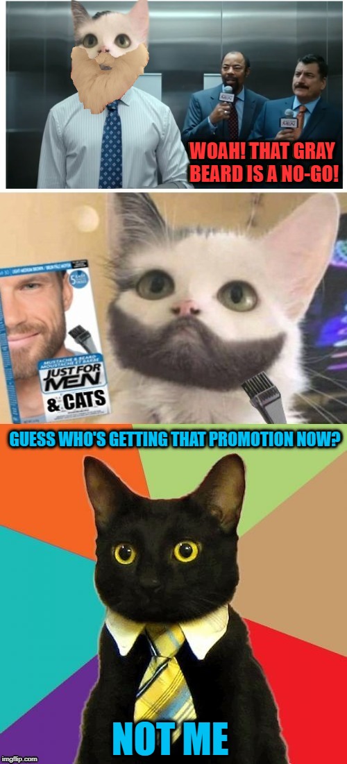 Extended Business Cat | WOAH! THAT GRAY BEARD IS A NO-GO! GUESS WHO'S GETTING THAT PROMOTION NOW? NOT ME | image tagged in funny memes,cats,business cat,hair coloring | made w/ Imgflip meme maker