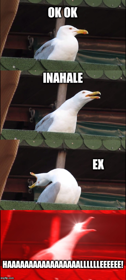 Inhaling Seagull Meme | OK OK; INAHALE; EX; HAAAAAAAAAAAAAAAAALLLLLLEEEEEE! | image tagged in memes,inhaling seagull | made w/ Imgflip meme maker