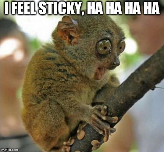 Holding onto stick and has sticky fingers. | I FEEL STICKY, HA HA HA HA | image tagged in funny memes,stick,cute animals,stickman | made w/ Imgflip meme maker
