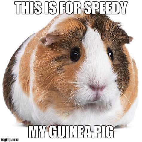 THIS IS FOR SPEEDY; MY GUINEA PIG | image tagged in guinea piggy | made w/ Imgflip meme maker