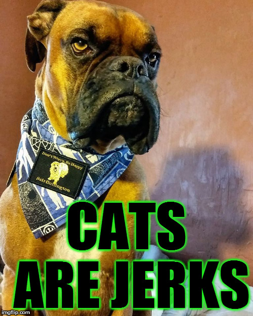 Grumpy Dog | CATS ARE JERKS | image tagged in grumpy dog | made w/ Imgflip meme maker
