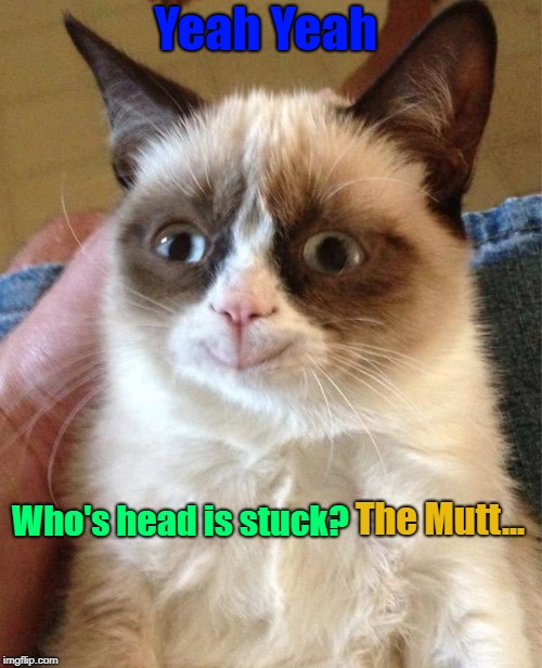 Grumpy Cat Happy Meme | Yeah Yeah Who's head is stuck? The Mutt... | image tagged in memes,grumpy cat happy,grumpy cat | made w/ Imgflip meme maker