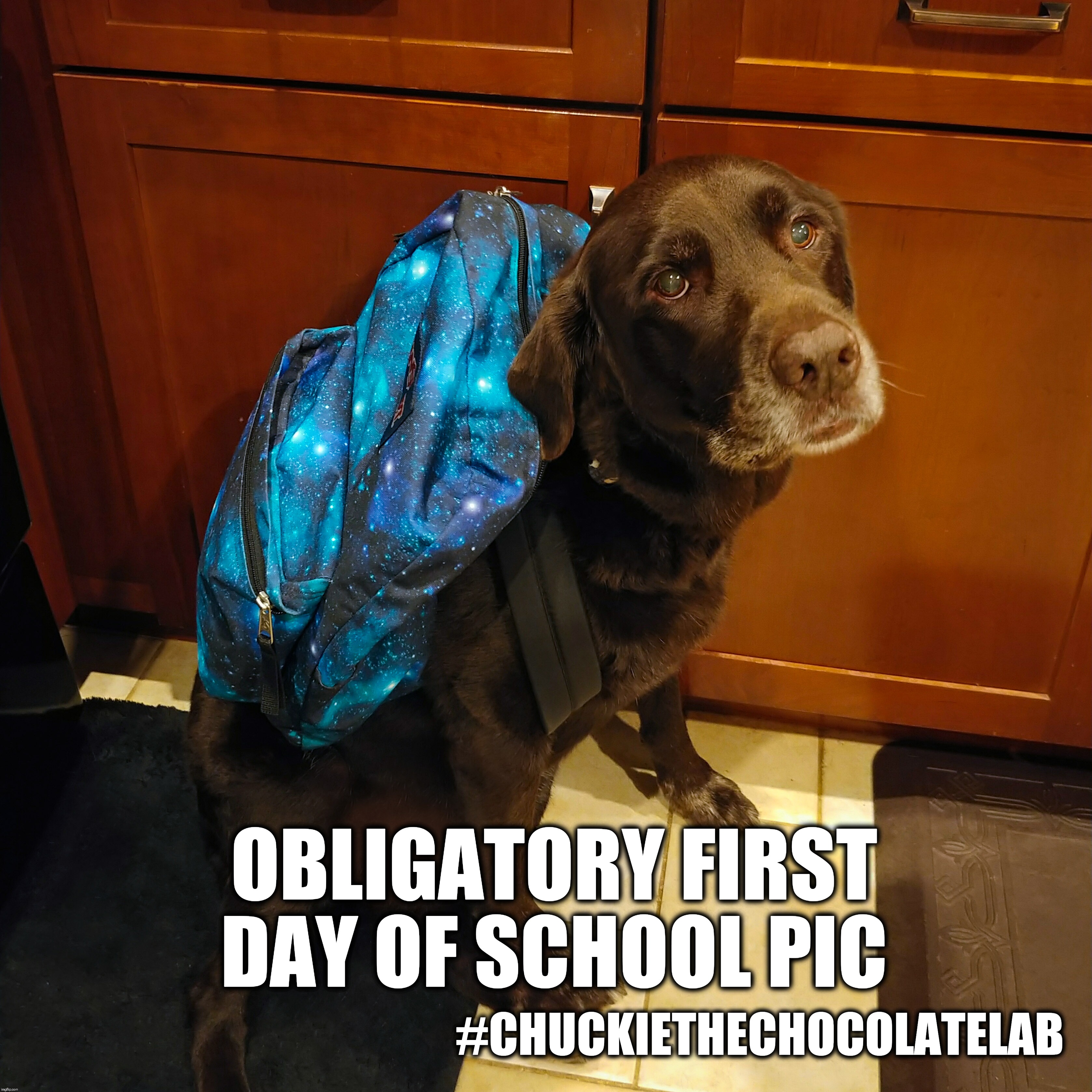 First day of school | OBLIGATORY FIRST DAY OF SCHOOL PIC; #CHUCKIETHECHOCOLATELAB | image tagged in first day of school,1st day of school,back to school,dogs,funny,chuckie the chocolate lab | made w/ Imgflip meme maker
