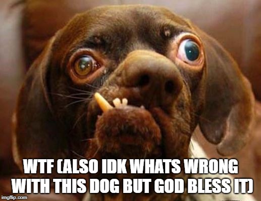 stupid dog face | WTF (ALSO IDK WHATS WRONG WITH THIS DOG BUT GOD BLESS IT) | image tagged in stupid dog face | made w/ Imgflip meme maker