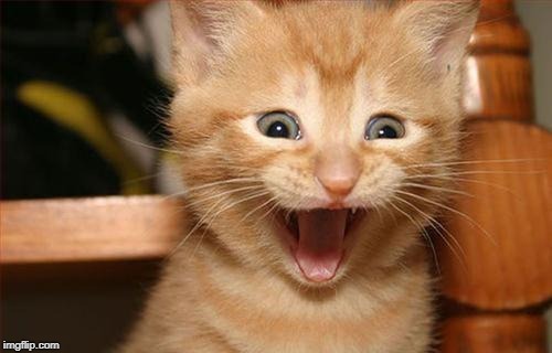 Surprise Cat | image tagged in surprise cat | made w/ Imgflip meme maker