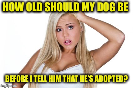 Dumb Blonde | HOW OLD SHOULD MY DOG BE; BEFORE I TELL HIM THAT HE’S ADOPTED? | image tagged in dumb blonde | made w/ Imgflip meme maker