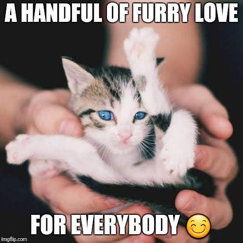 Furry love | A HANDFUL OF FURRY LOVE; FOR EVERYBODY 😊 | image tagged in funny cats,furry love | made w/ Imgflip meme maker