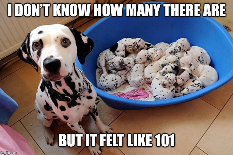 Dogs can’t count | I DON’T KNOW HOW MANY THERE ARE; BUT IT FELT LIKE 101 | image tagged in dog,dalmation | made w/ Imgflip meme maker