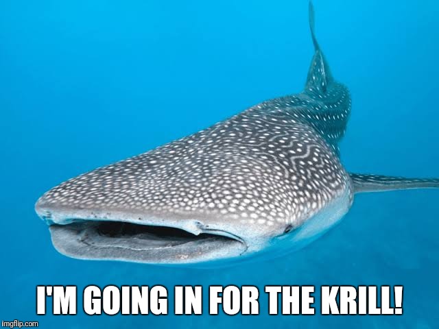 Going in for the krill | I'M GOING IN FOR THE KRILL! | image tagged in funny whale shark,going in for the krill | made w/ Imgflip meme maker