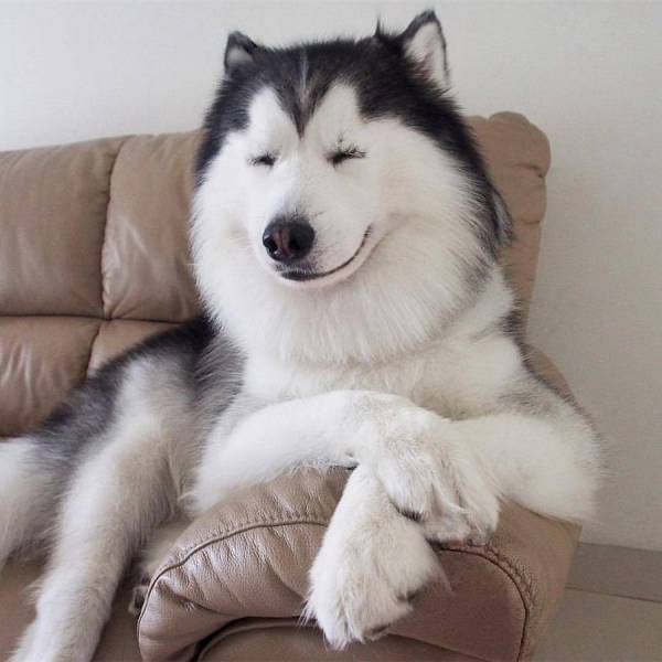 Relaxed dog Blank Meme Template