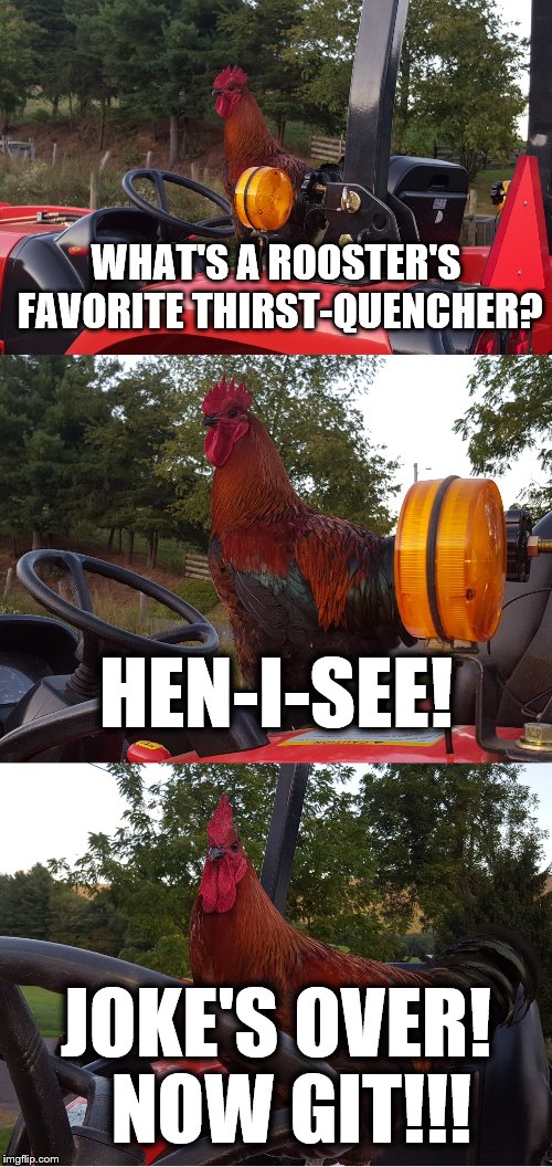 Tractor Rooster | WHAT'S A ROOSTER'S FAVORITE THIRST-QUENCHER? HEN-I-SEE! JOKE'S OVER!  NOW GIT!!! | image tagged in memes,tractor rooster,favorite,thirst quencher | made w/ Imgflip meme maker