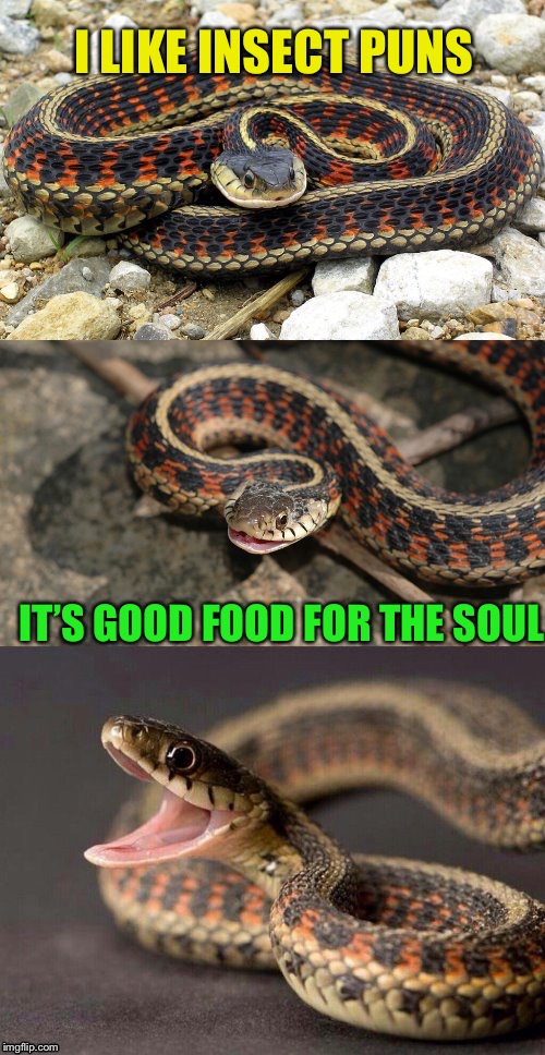 Snake Puns | I LIKE INSECT PUNS IT’S GOOD FOOD FOR THE SOUL | image tagged in snake puns | made w/ Imgflip meme maker