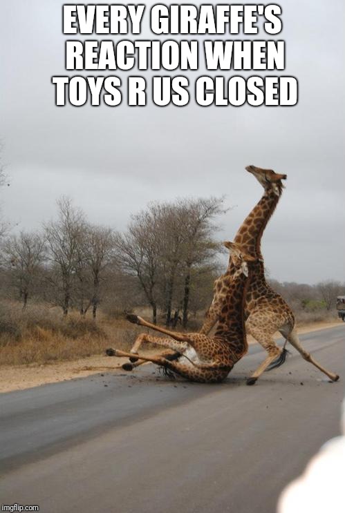 Falling Giraffe | EVERY GIRAFFE'S REACTION WHEN TOYS R US CLOSED | image tagged in falling giraffe,toys r us,memes | made w/ Imgflip meme maker