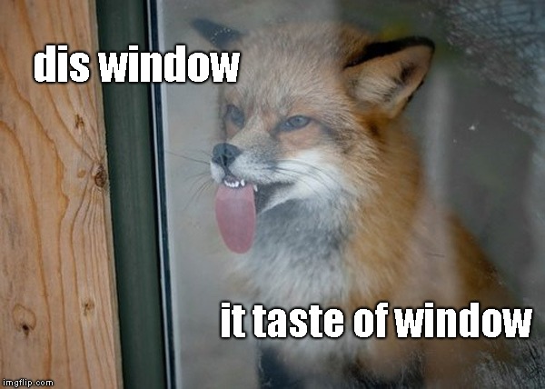 Maybe because it is a window? | dis window; it taste of window | image tagged in fox licking window,fox,foxes,window,animals | made w/ Imgflip meme maker