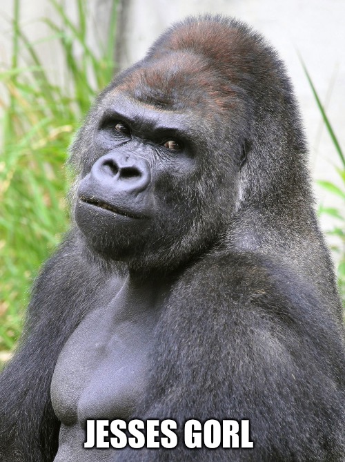 Hot Gorilla  | JESSES GORL | image tagged in hot gorilla | made w/ Imgflip meme maker