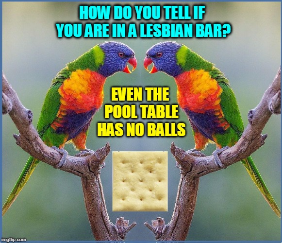 This Joke is for The Birds | HOW DO YOU TELL IF YOU ARE IN A LESBIAN BAR? EVEN THE POOL TABLE HAS NO BALLS | image tagged in dueling parrots,vince vance,polly wanna cracker,saltine,lesbian joke,funny memes | made w/ Imgflip meme maker