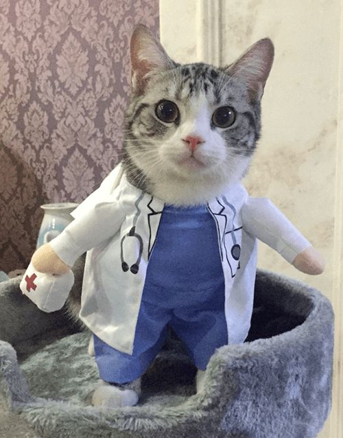 Doctor Cat Blank Meme Template