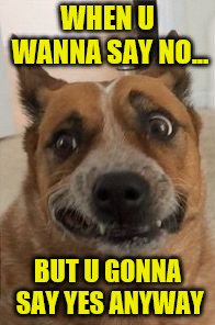 Dog Cringe | WHEN U WANNA SAY NO... BUT U GONNA SAY YES ANYWAY | image tagged in dog cringe | made w/ Imgflip meme maker