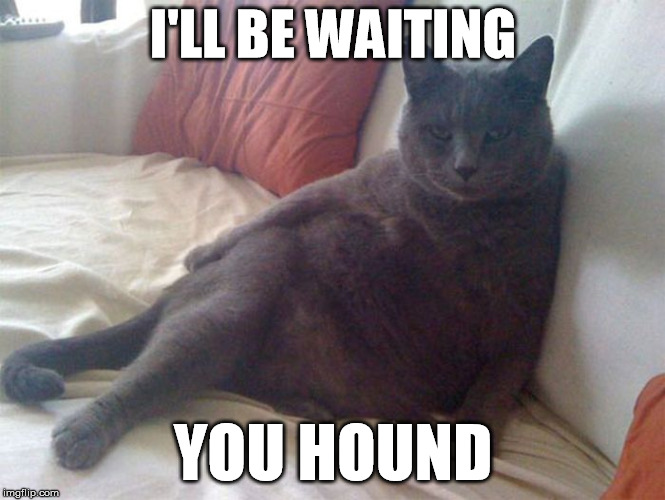 Seductive Cat | I'LL BE WAITING; YOU HOUND | image tagged in seductive cat,cat,sexy cat,sexy | made w/ Imgflip meme maker