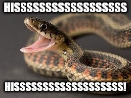 Warning Snake | HISSSSSSSSSSSSSSSSSS HISSSSSSSSSSSSSSSSSSS! | image tagged in warning snake | made w/ Imgflip meme maker