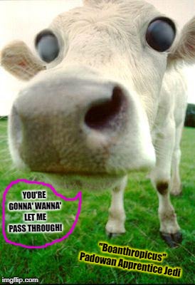 Scary Cow | YOU'RE GONNA' WANNA' LET ME PASS THROUGH! "Boanthropicus" Padowan Apprentice Jedi | image tagged in scary cow | made w/ Imgflip meme maker