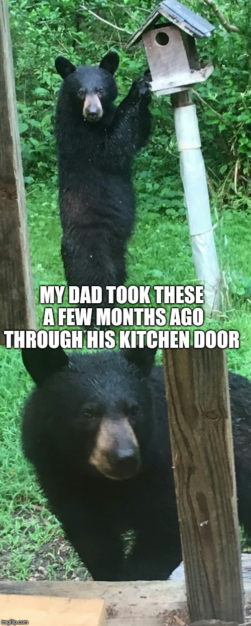 MY DAD TOOK THESE A FEW MONTHS AGO THROUGH HIS KITCHEN DOOR | made w/ Imgflip meme maker