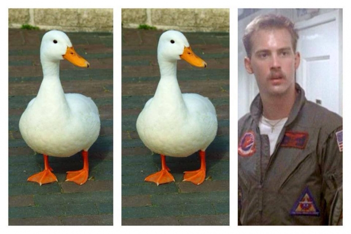 professional duck goose goose duck