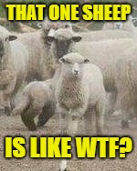THAT ONE SHEEP IS LIKE WTF? | made w/ Imgflip meme maker