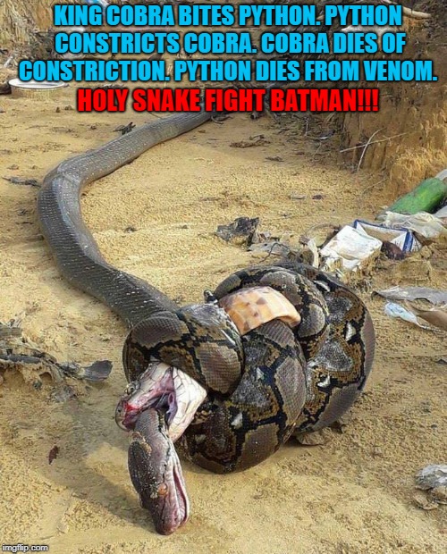 When you've met your match...you've met your match!!! | KING COBRA BITES PYTHON. PYTHON CONSTRICTS COBRA. COBRA DIES OF CONSTRICTION. PYTHON DIES FROM VENOM. HOLY SNAKE FIGHT BATMAN!!! | image tagged in snake fight,memes,king cobra,python,deathmatch,animals | made w/ Imgflip meme maker