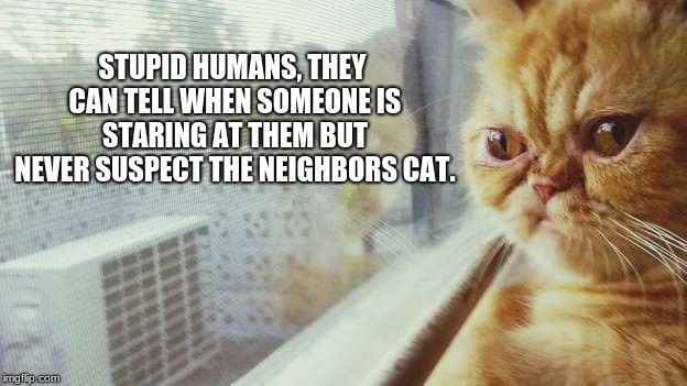 who knew  | STUPID HUMANS, THEY CAN TELL WHEN SOMEONE IS STARING AT THEM BUT NEVER SUSPECT THE NEIGHBORS CAT. | image tagged in who knew | made w/ Imgflip meme maker