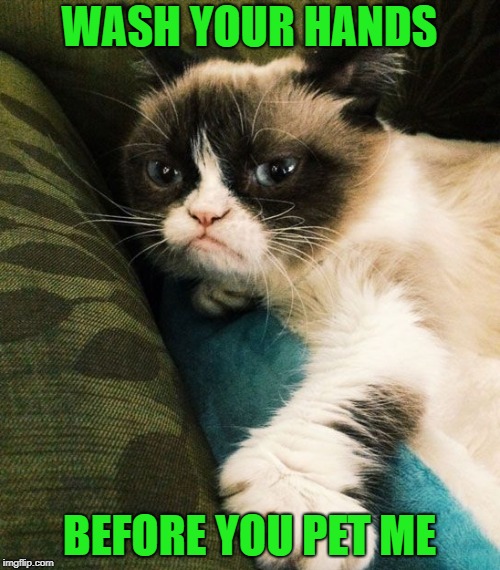 WASH YOUR HANDS BEFORE YOU PET ME | made w/ Imgflip meme maker