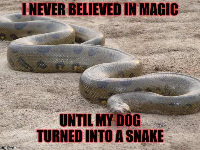 Anaconda | I NEVER BELIEVED IN MAGIC; UNTIL MY DOG TURNED INTO A SNAKE | image tagged in anaconda | made w/ Imgflip meme maker