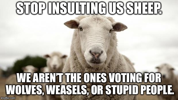 Sheep are smarter than voters |  STOP INSULTING US SHEEP. WE AREN’T THE ONES VOTING FOR WOLVES, WEASELS, OR STUPID PEOPLE. | image tagged in sheep,memes,politicians suck,voters,stupid people,wolves | made w/ Imgflip meme maker